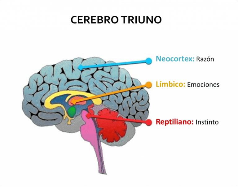 cerebro