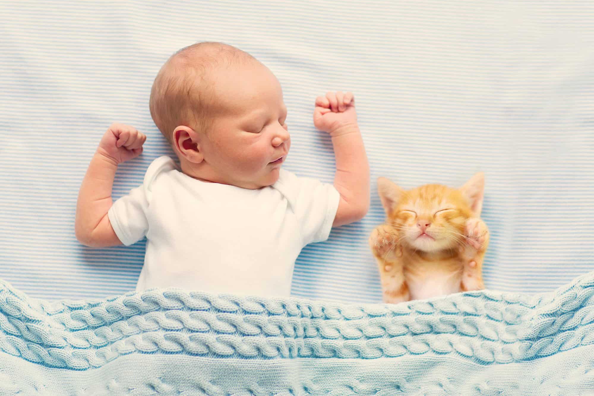 Bebés y gatos: hacerles convivir en armonía