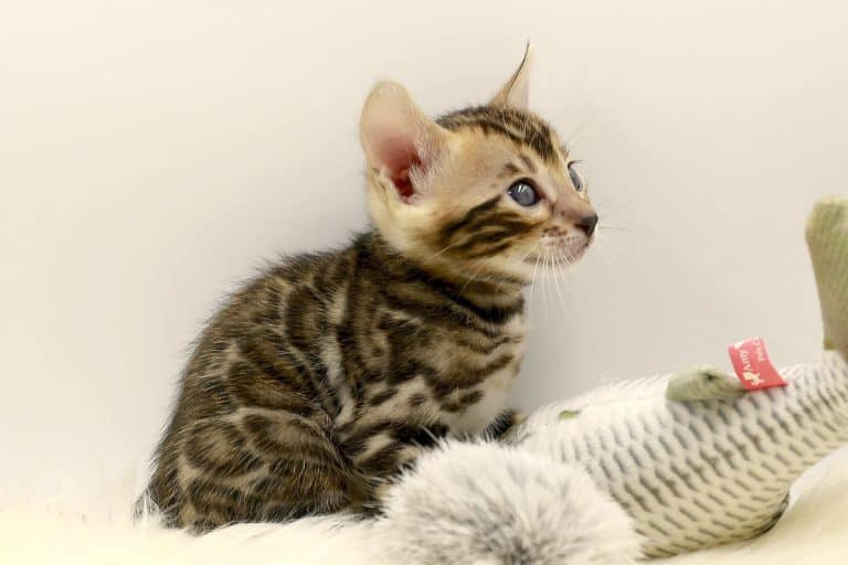 Bebés y gatos: hacerles convivir en armonía