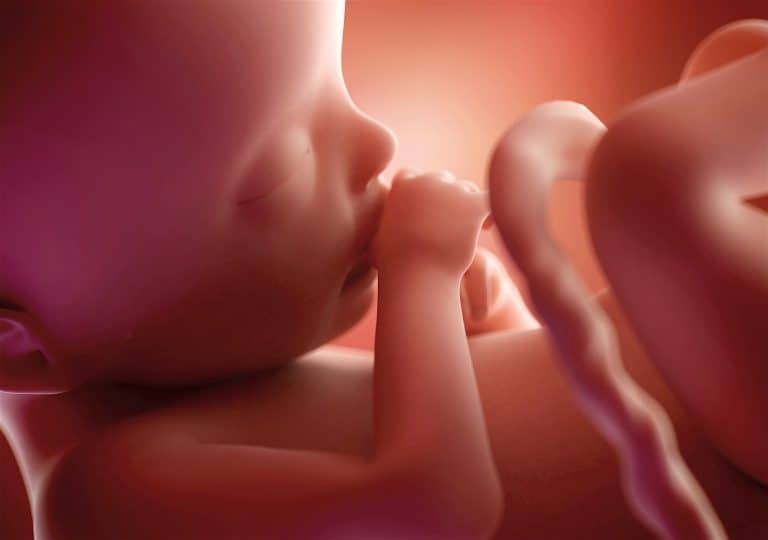 bebé metabolismo embarazo