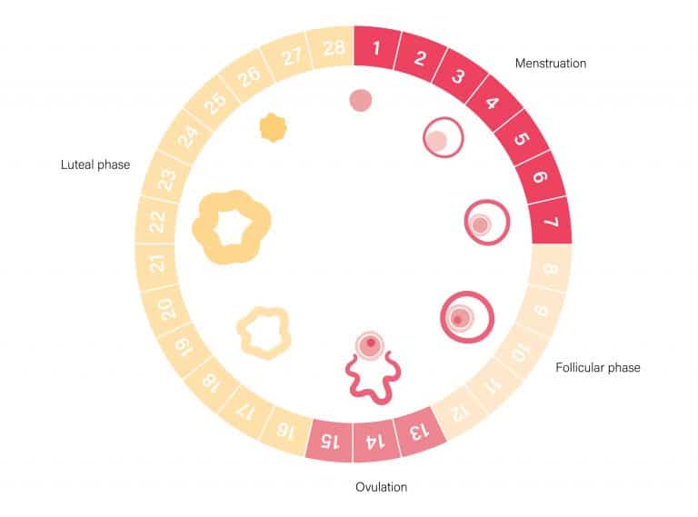 Vacuna Covid y menstruación: ¿Produce efectos secundarios?