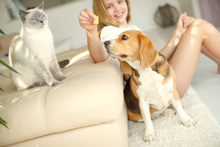 ¿El pelo de gatos y perros es malo para el bebé?