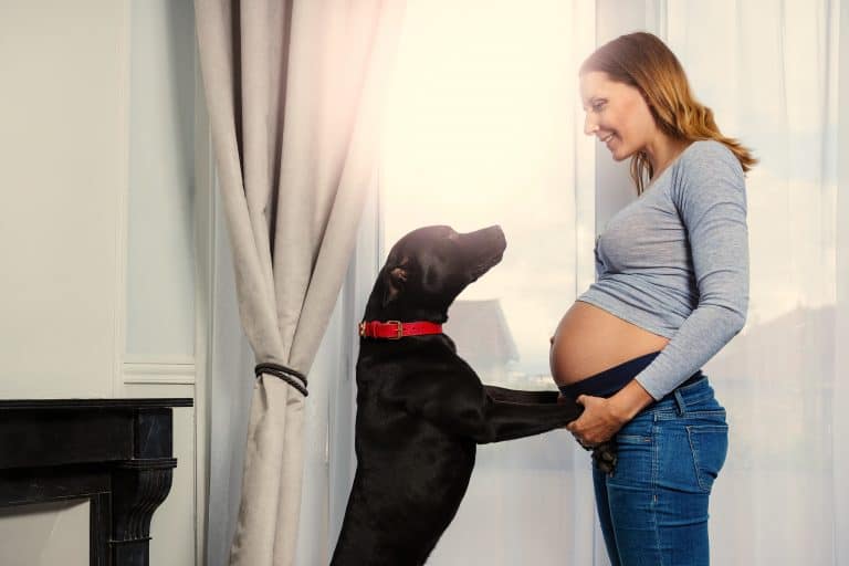 ¿Cómo preparar a un perro para la llegada de un bebé?