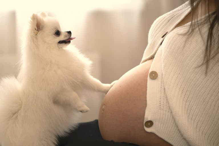 preparar a un perro para la llegada de un bebé