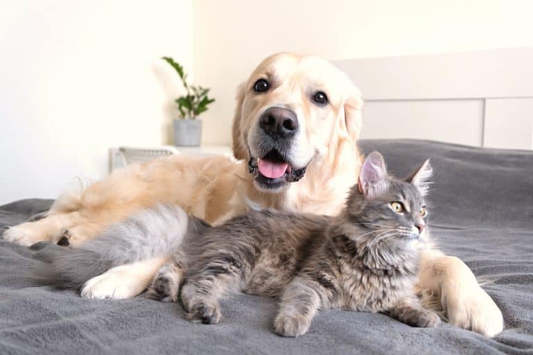 Consejos para adoptar un perro – Cómo adoptar un gato