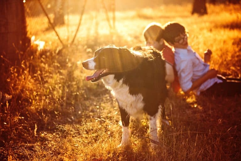 Consejos para adoptar un perro – Cómo adoptar un gato