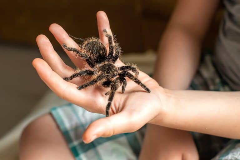 ¿Qué hacer si a un niño le pica una araña? Tratamientos