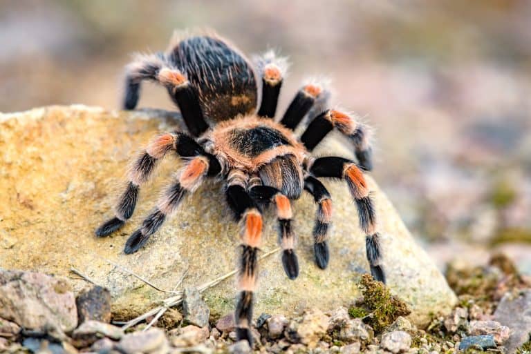 ¿Qué hacer si a un niño le pica una araña? Tratamientos