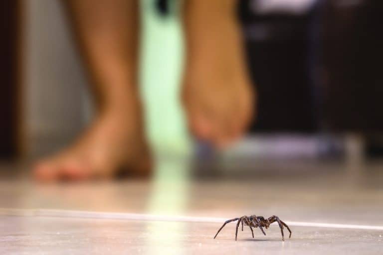 ¿Cómo saber si a mi hijo le picó una araña? Síntomas