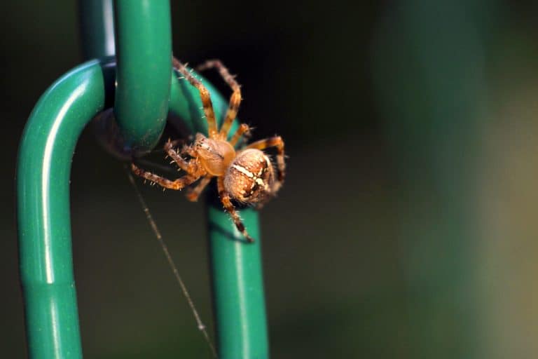 ¿Cómo saber si a mi hijo le picó una araña? Síntomas