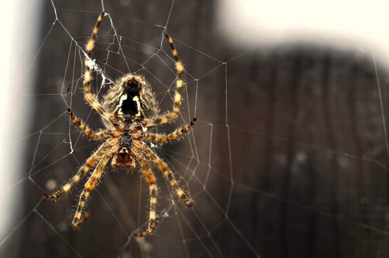 ¿Cómo saber si a mi hijo le picó una araña? Síntomas