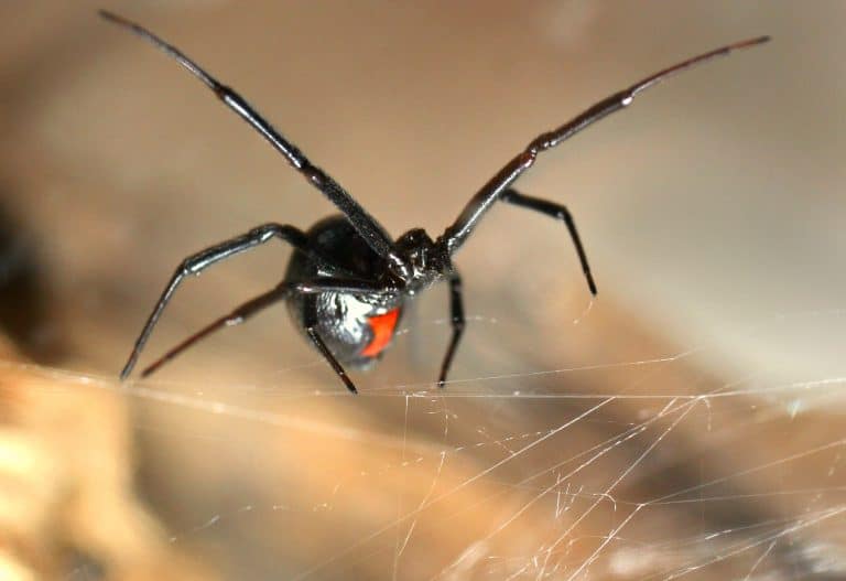 ¿Cómo saber si a mi hijo le picó una araña? Síntomas