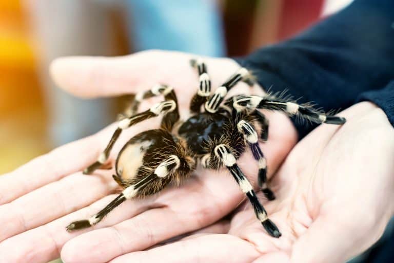 ¿Cómo saber si a mi hijo le picó una araña? Síntomas