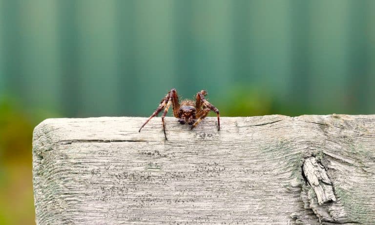 ¿Cómo saber si a mi hijo le picó una araña? Síntomas