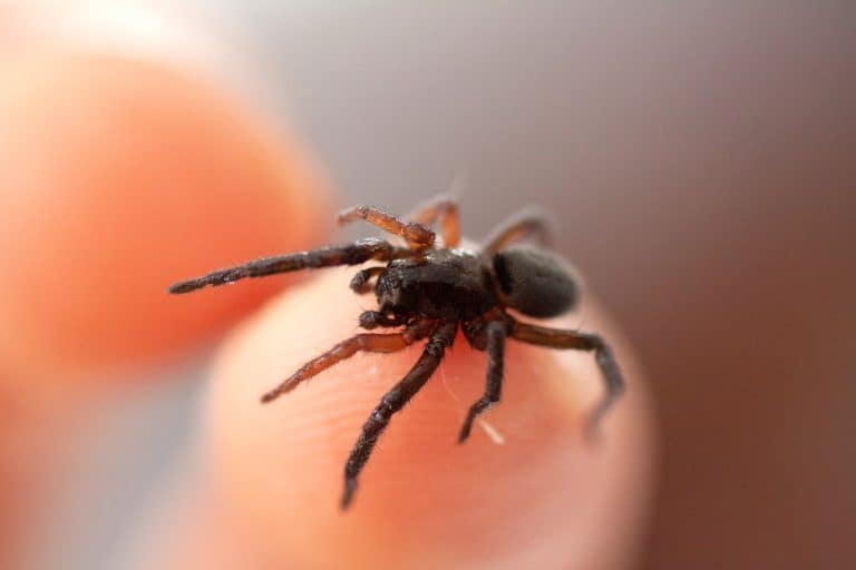 ¿Cómo saber si a mi hijo le picó una araña? Síntomas