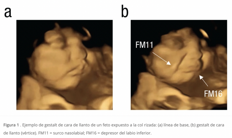 Bebés dentro del útero saborean lo que comen sus madres