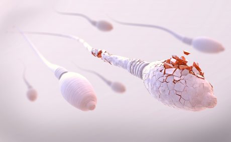 La cantidad y calidad del esperma cae más de un 60%