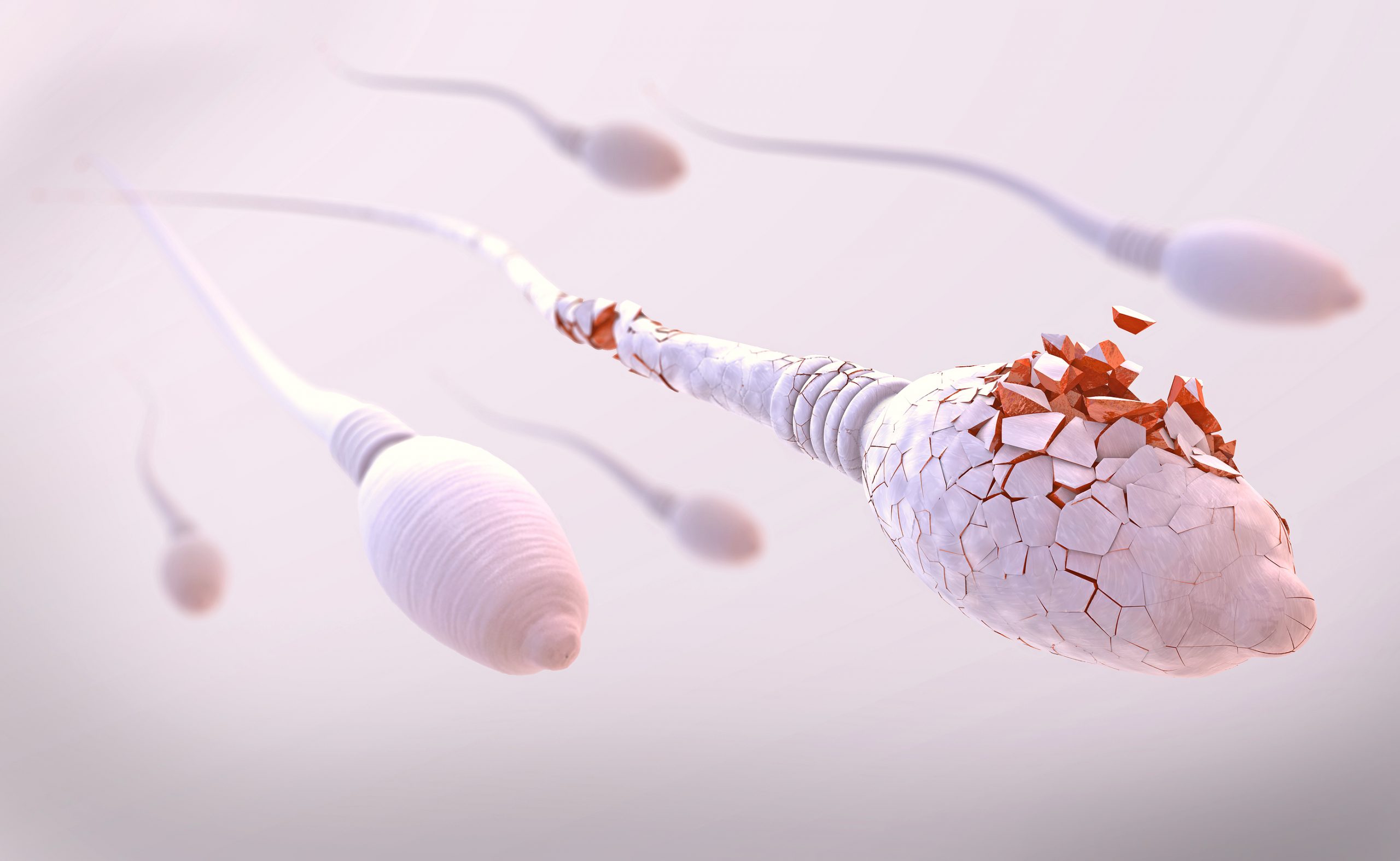 La cantidad y calidad del esperma cae más de un 60%