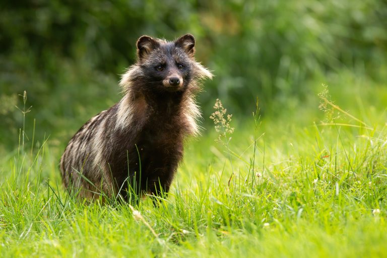 El origen de la pandemia: Un perro mapache infectado