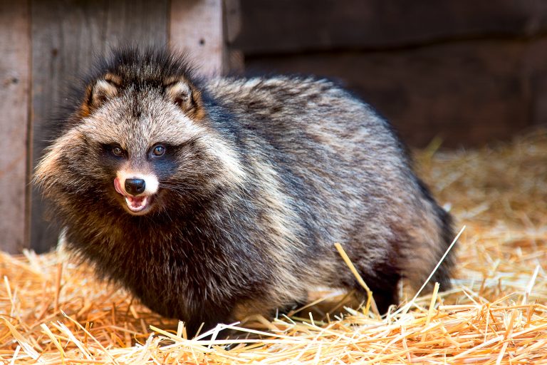 El origen de la pandemia: Un perro mapache infectado