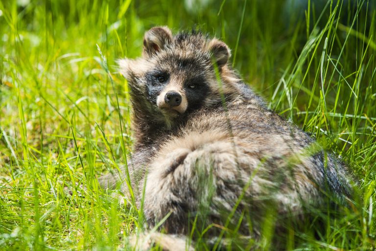 El origen de la pandemia: Un perro mapache infectado