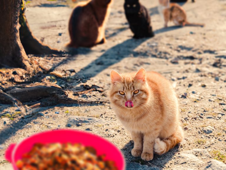 Especial Familias con animales: Los "gatos callejeros"