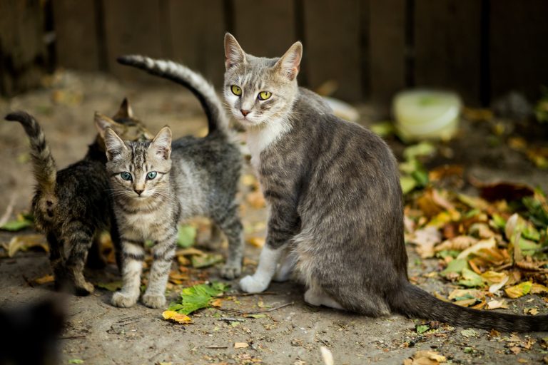 Especial Familias con animales: Los "gatos callejeros"