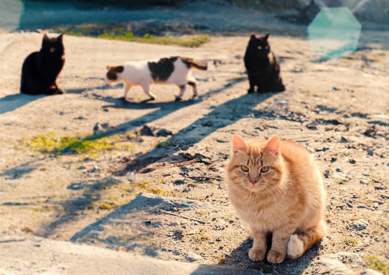 Especial Familias con animales: Los "gatos callejeros"