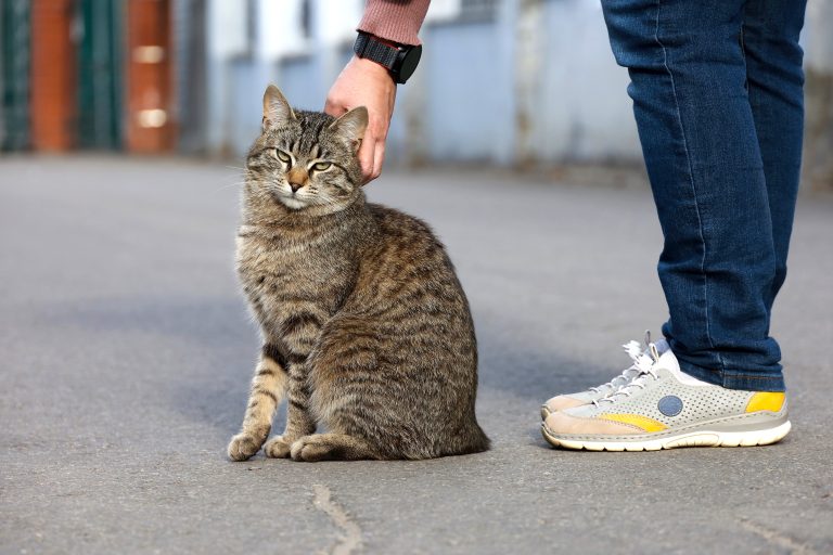 Especial Familias con animales: Los "gatos callejeros"