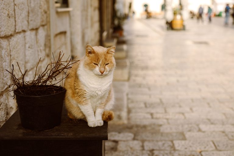 Especial Familias con animales: Los "gatos callejeros"