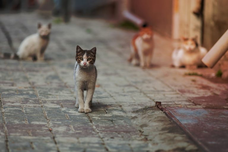 Especial Familias con animales: Los "gatos callejeros"