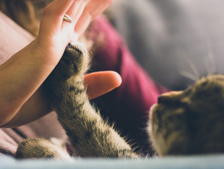 Especial Familias con animales: Los "gatos callejeros"