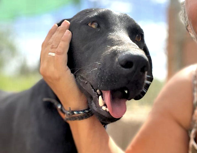 Consejos para familias que quieren adoptar un perro