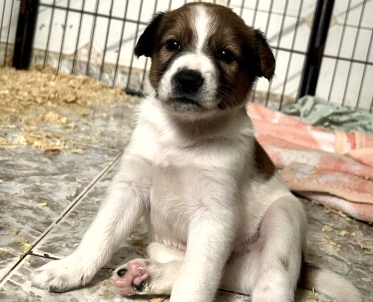 Consejos para familias que quieren adoptar un perro