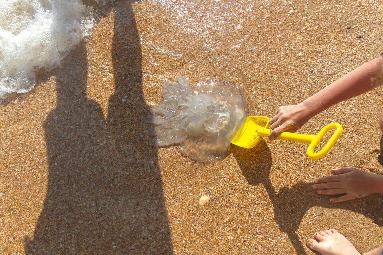¿Qué se debe hacer en caso de picadura de medusa?