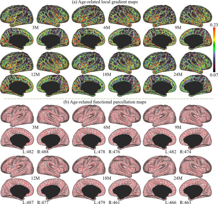 Neurodesarrollo infantil: Primeros mapas completos