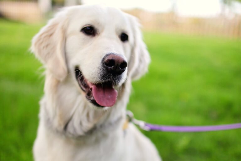 Los perros de terapia reducen el estrés de los estudiantes