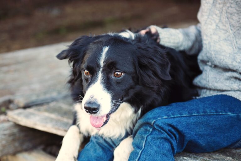 Los perros de terapia reducen el estrés de los estudiantes